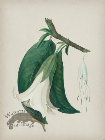 Andean Botanicals 026